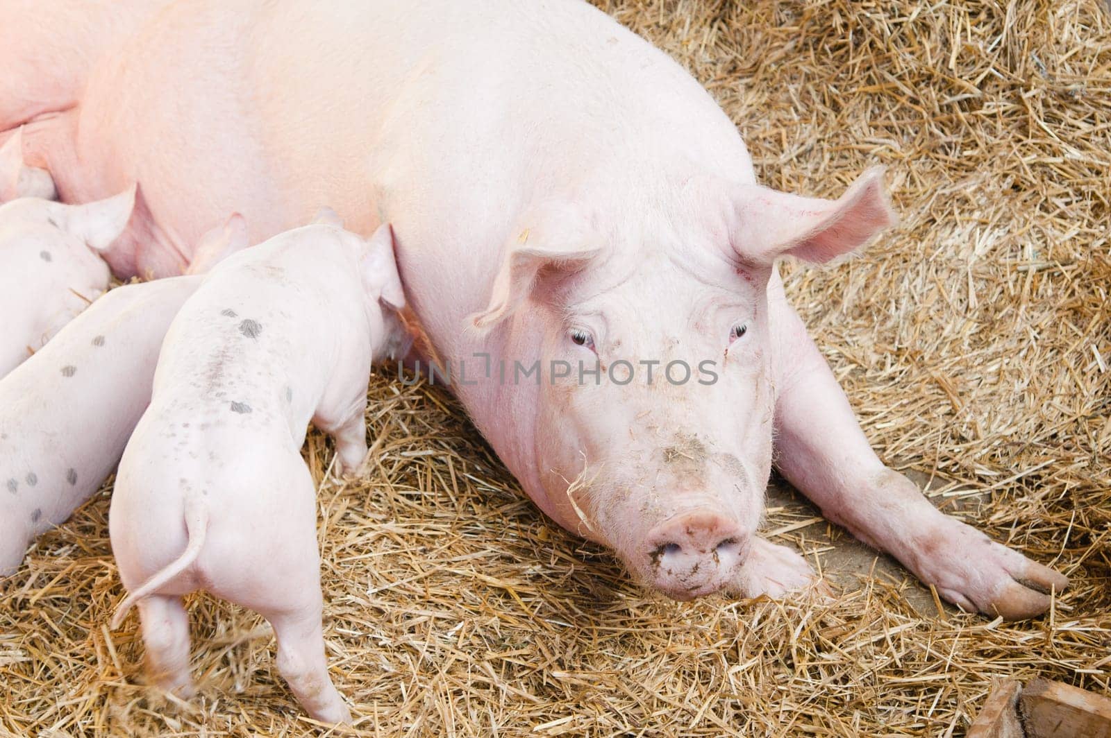 The pig feeds small pink pigs