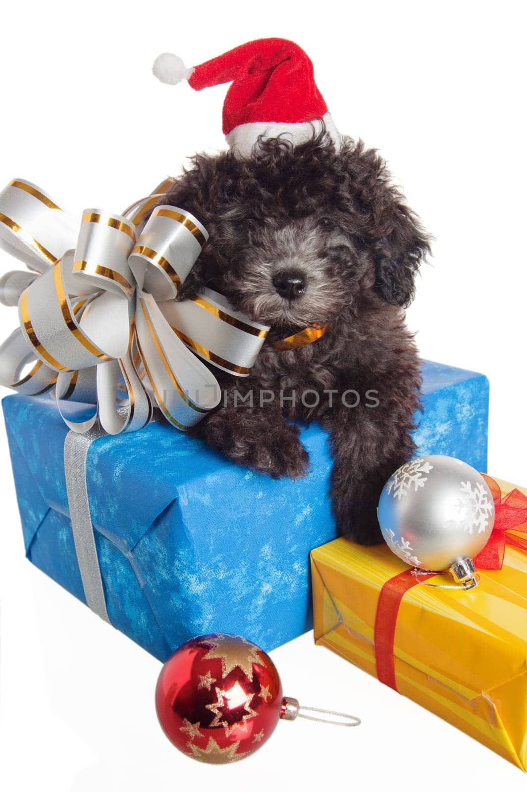 The small puppy of a poodle with New Year&#039 s gifts