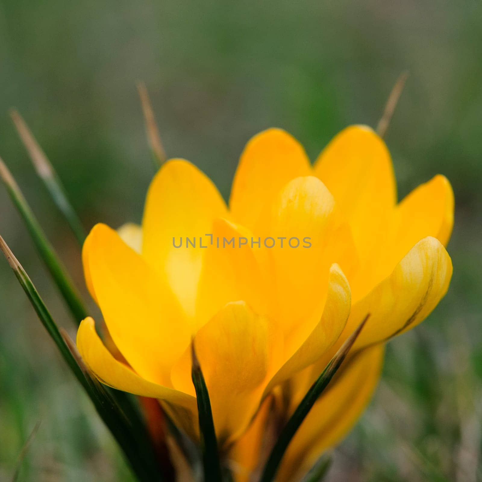 Crocus Land