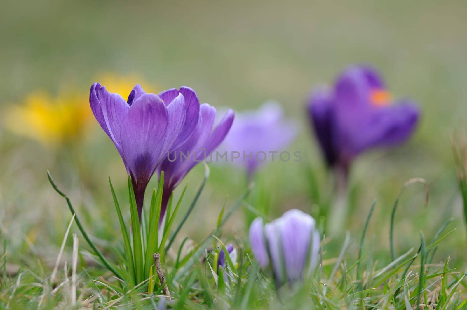 Crocus Land