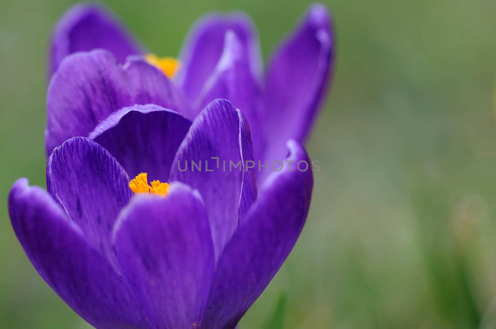 Crocus Land