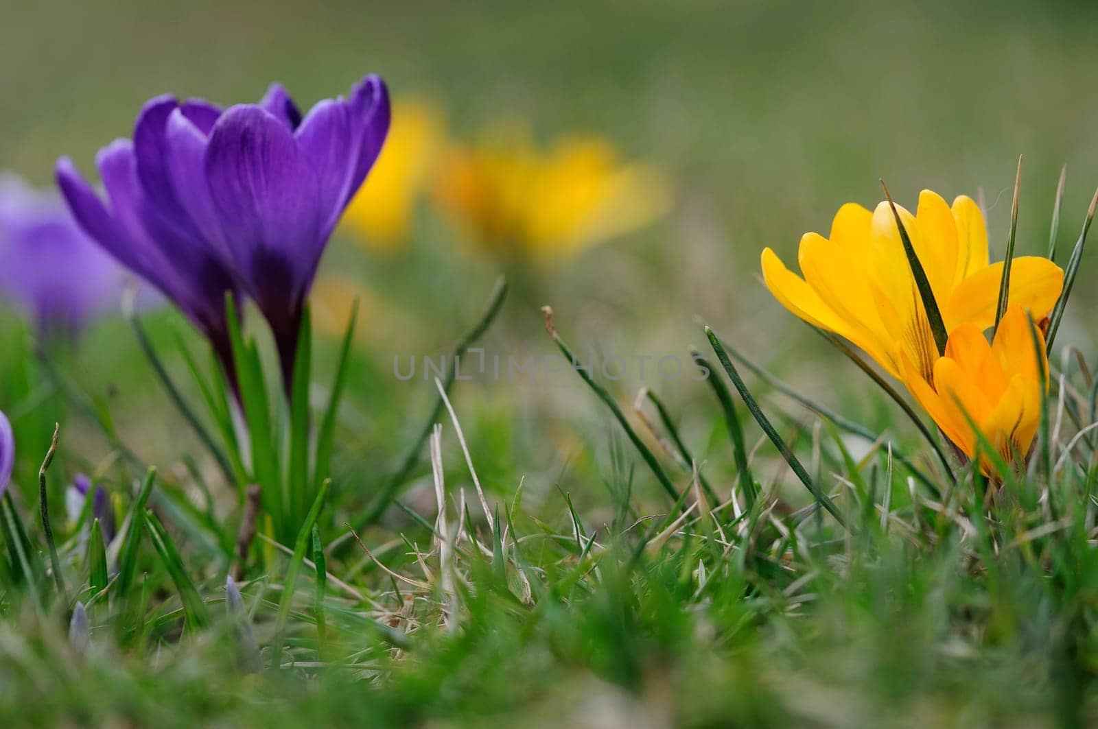 Crocus Land