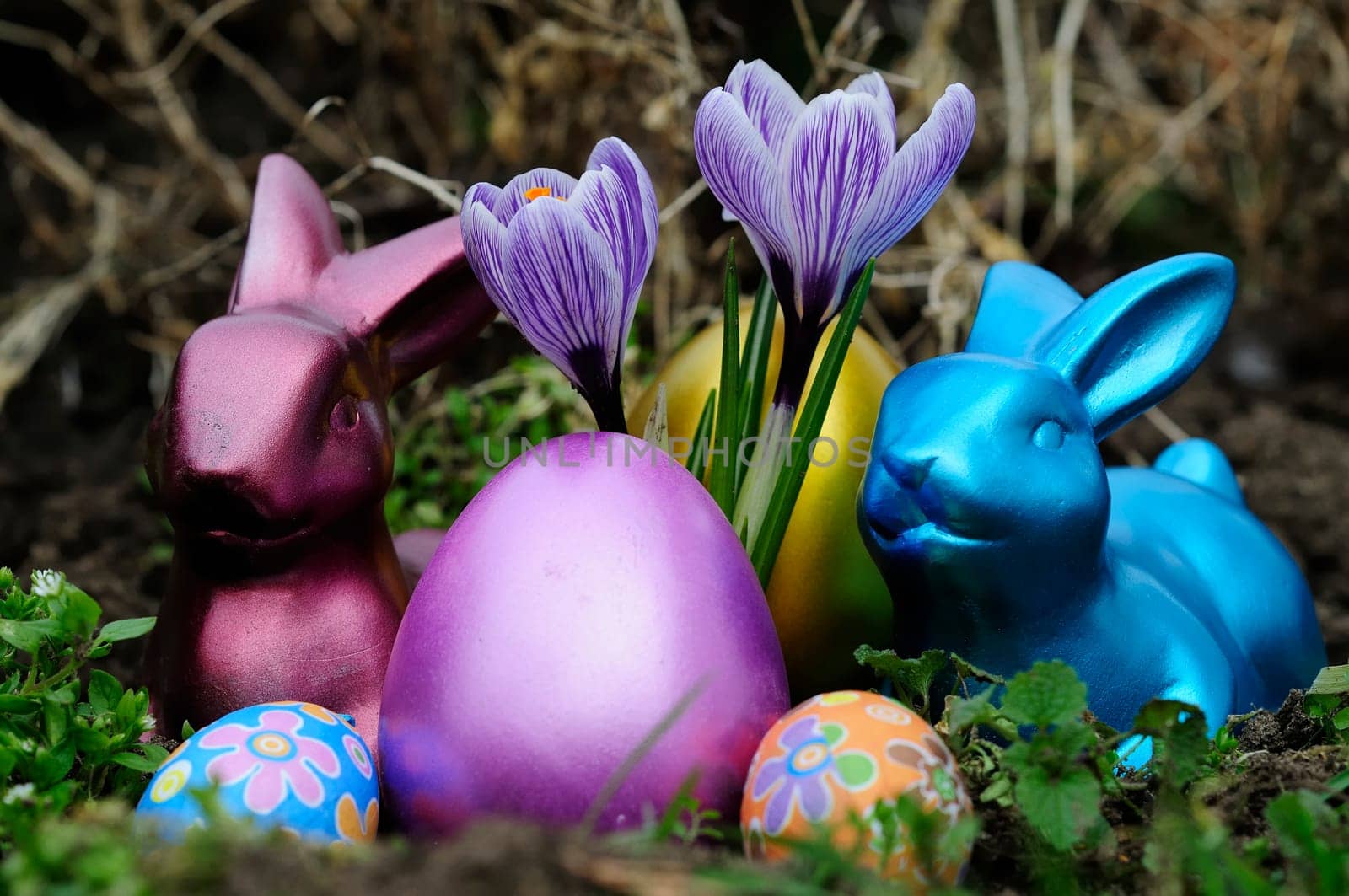 Easter crocuses
