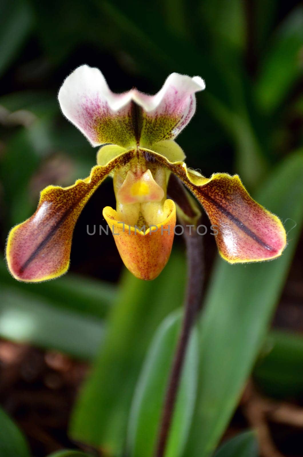 lady's slipper