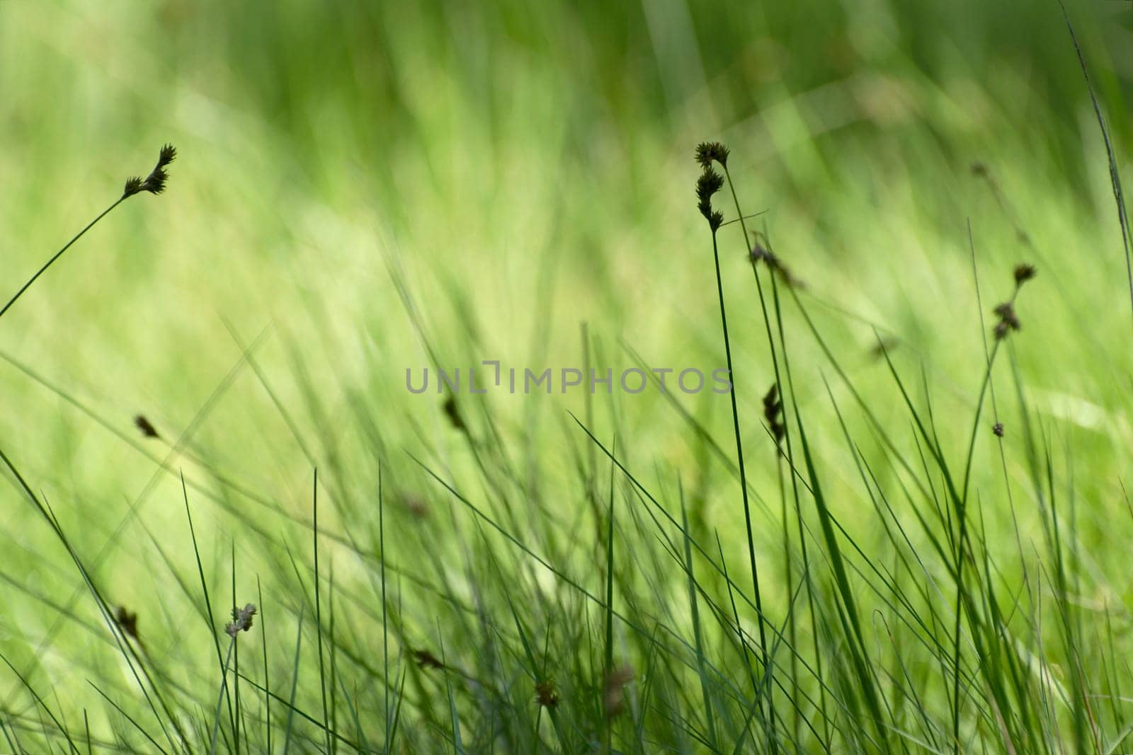 Grass on a field in a summer day
