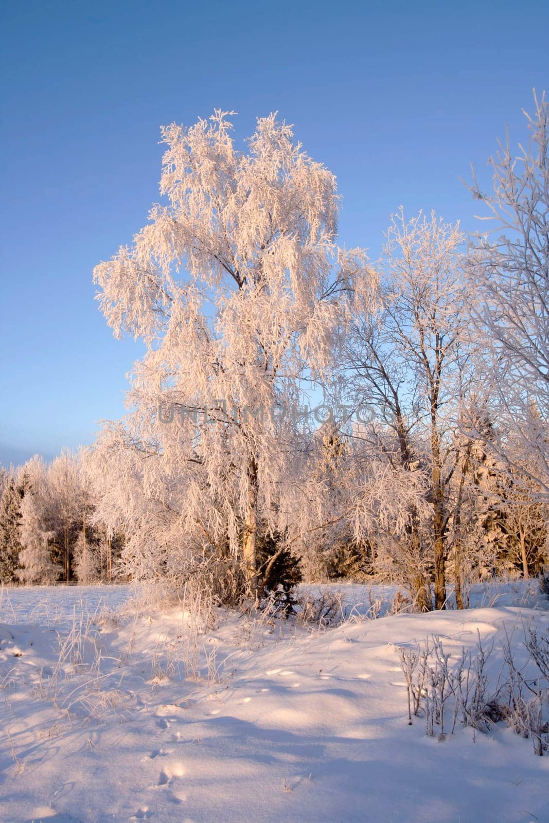 Beautiful landscape of winter forest