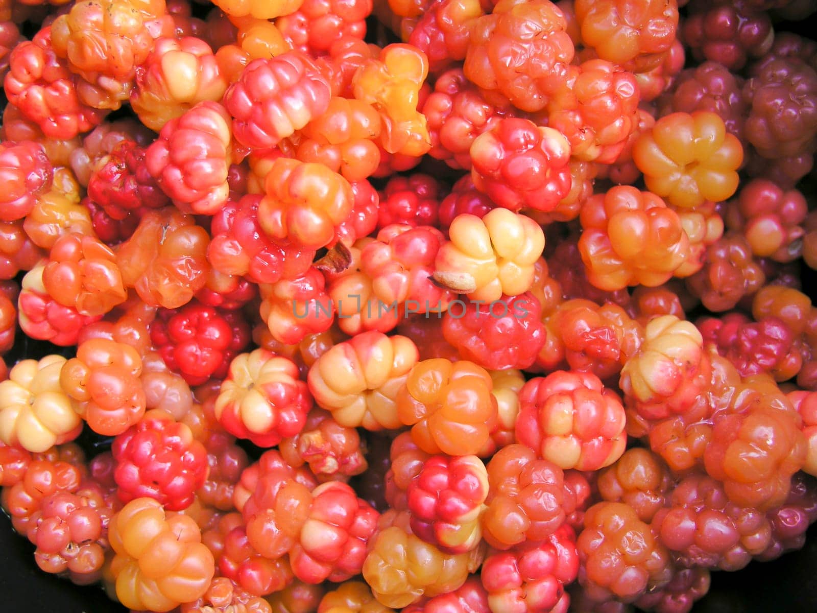 Fresh cloudberry background closeup
