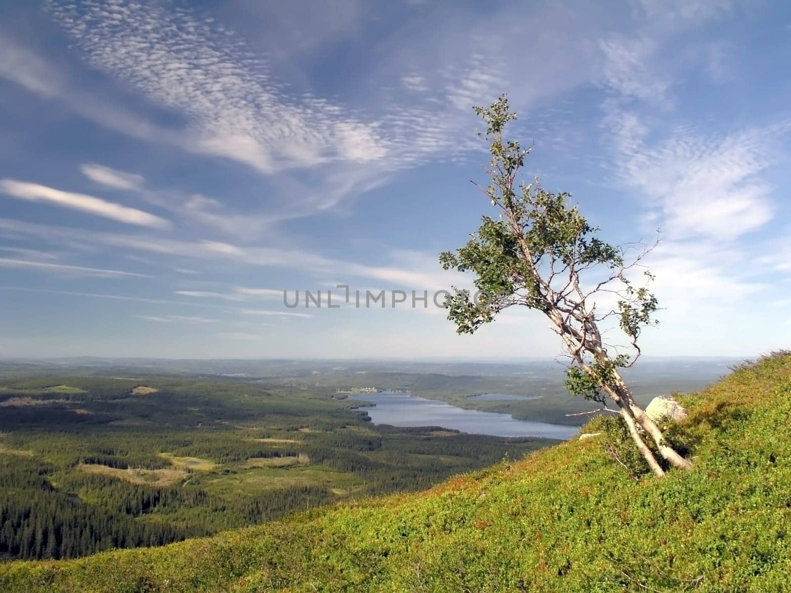 Lonely tree on the mountain
