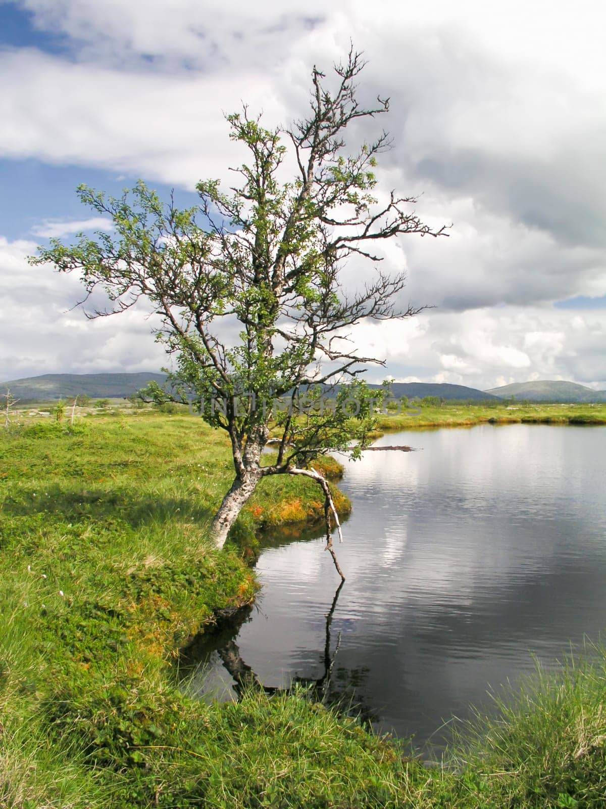 Beautiful landscape of lake and tree