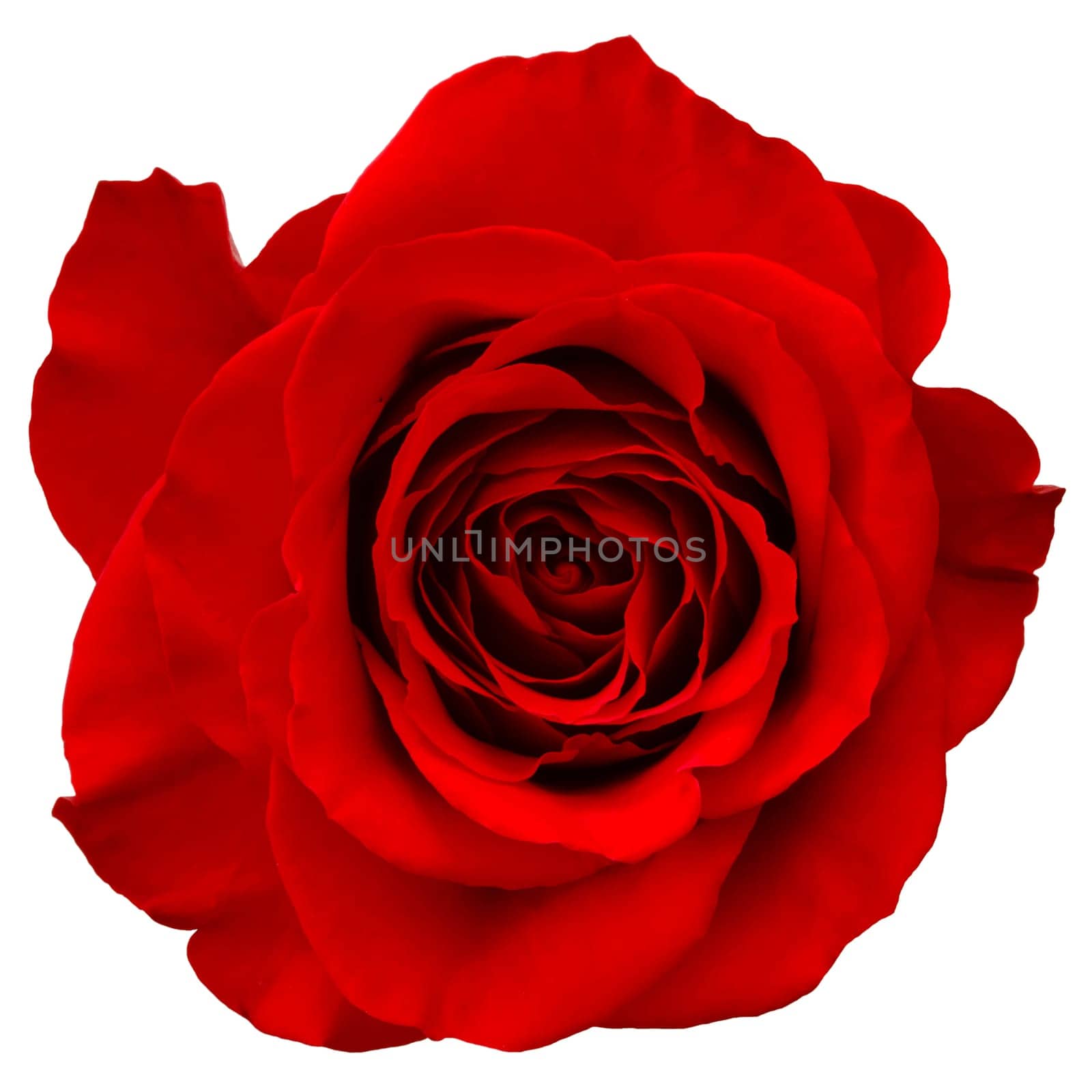 red rose isolated on white background