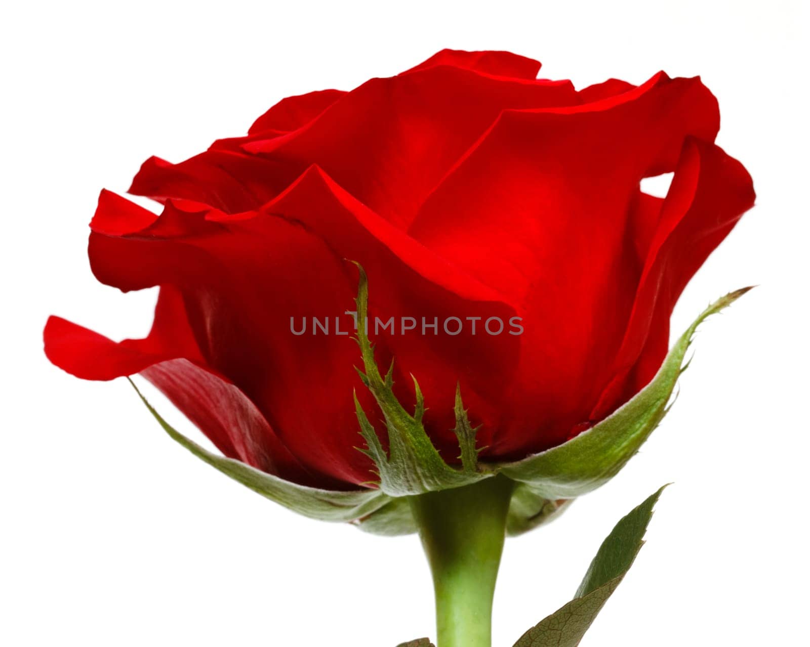 red rose isolated on white background