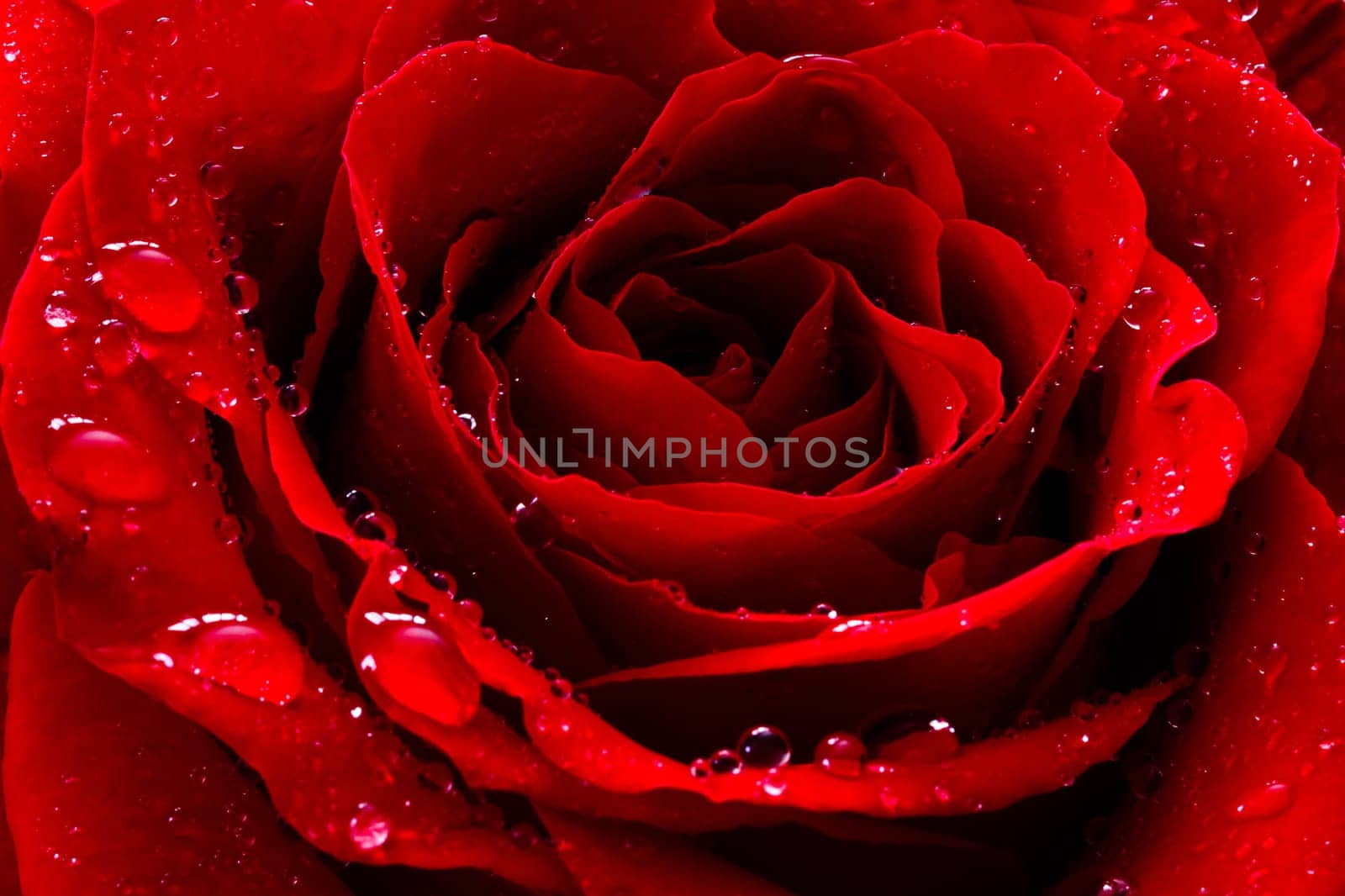 red rose with water drops