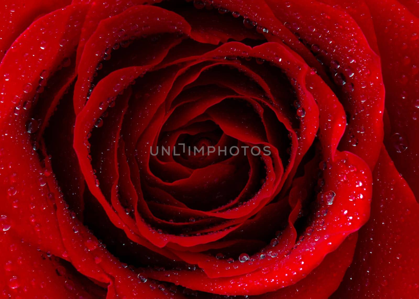 red rose with water drops