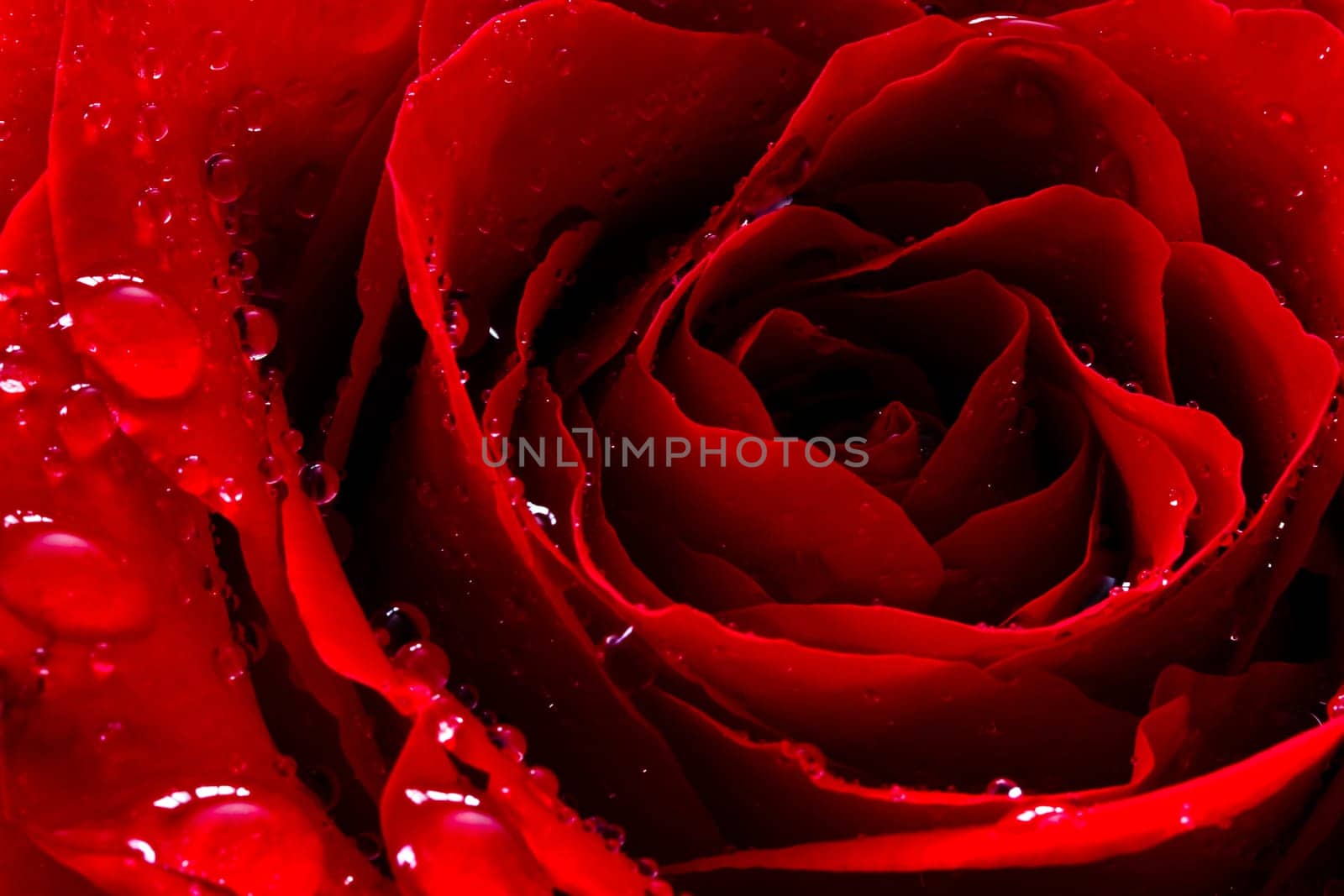 red rose with water drops
