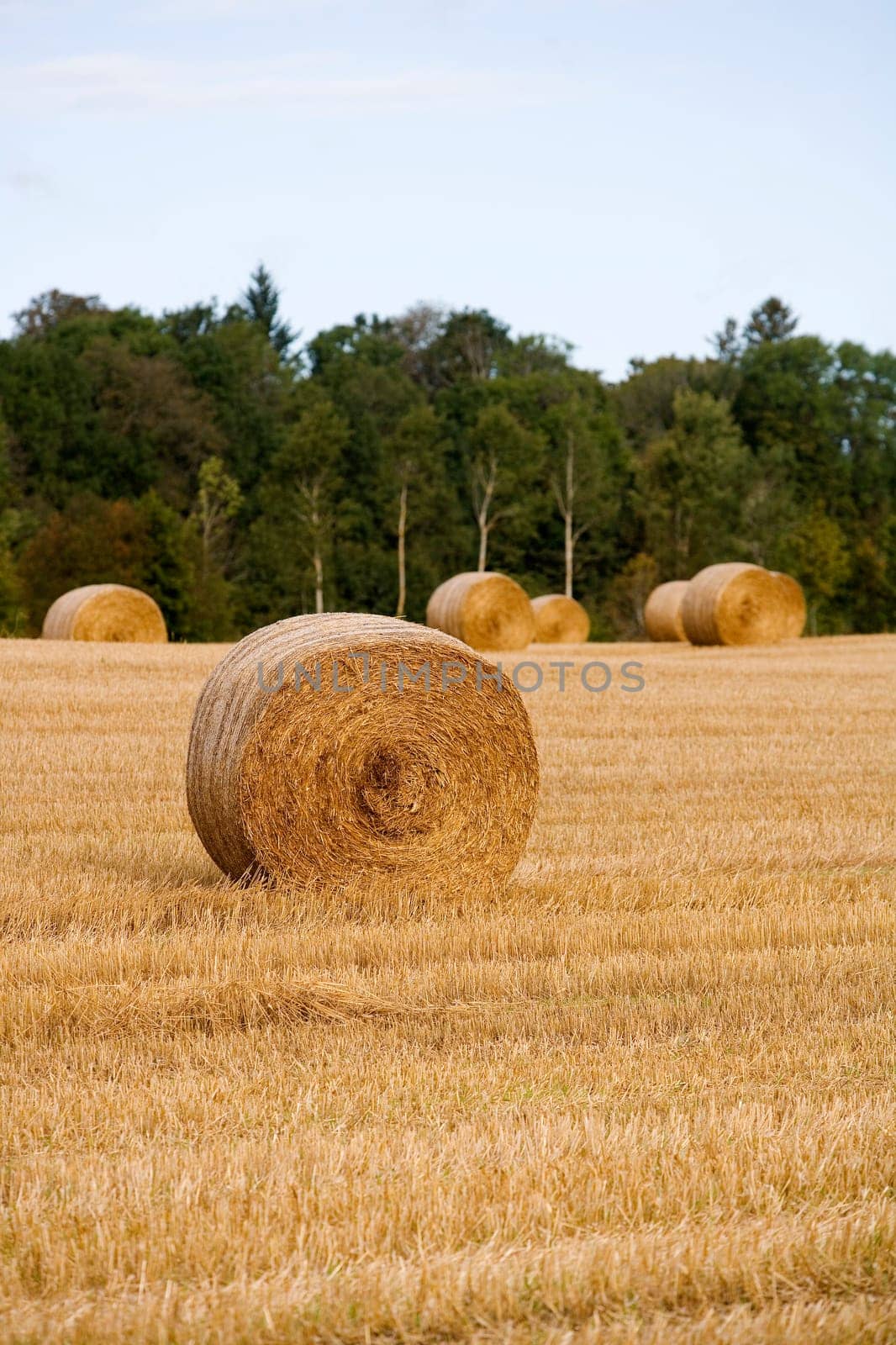 Hay stacks on a field