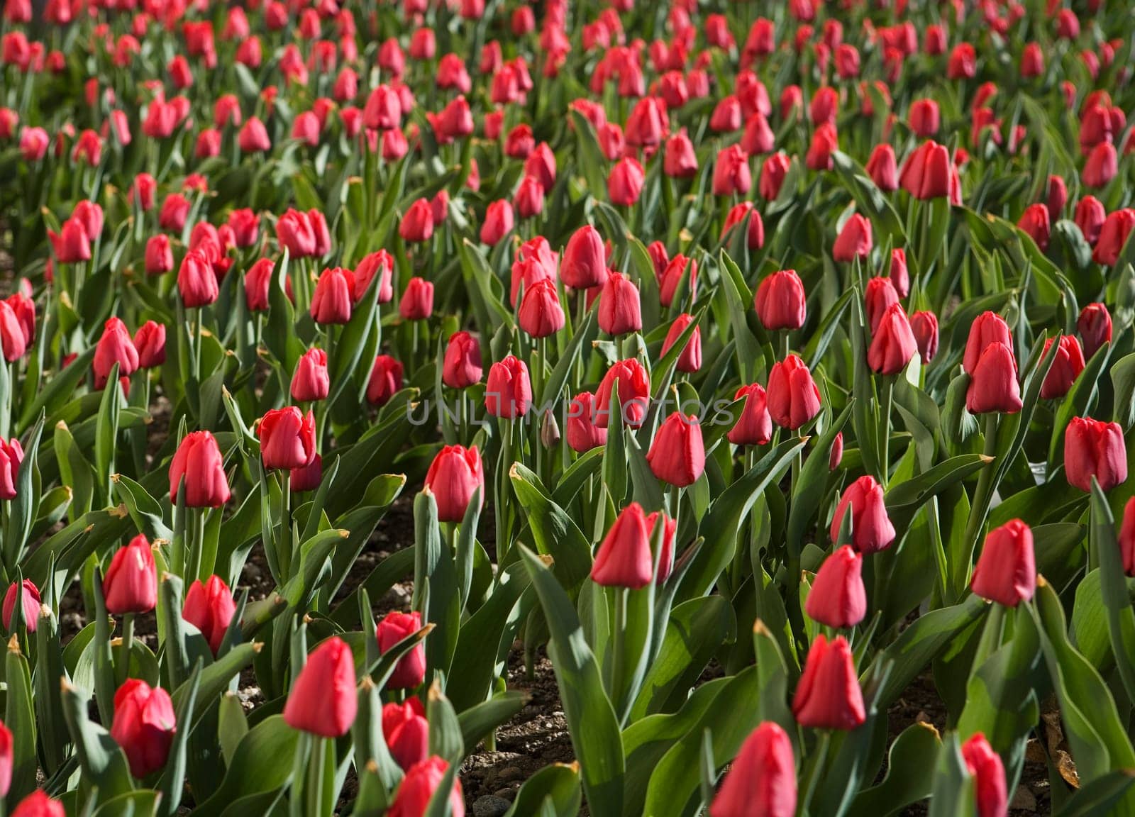 Full Frame of Red Tulips