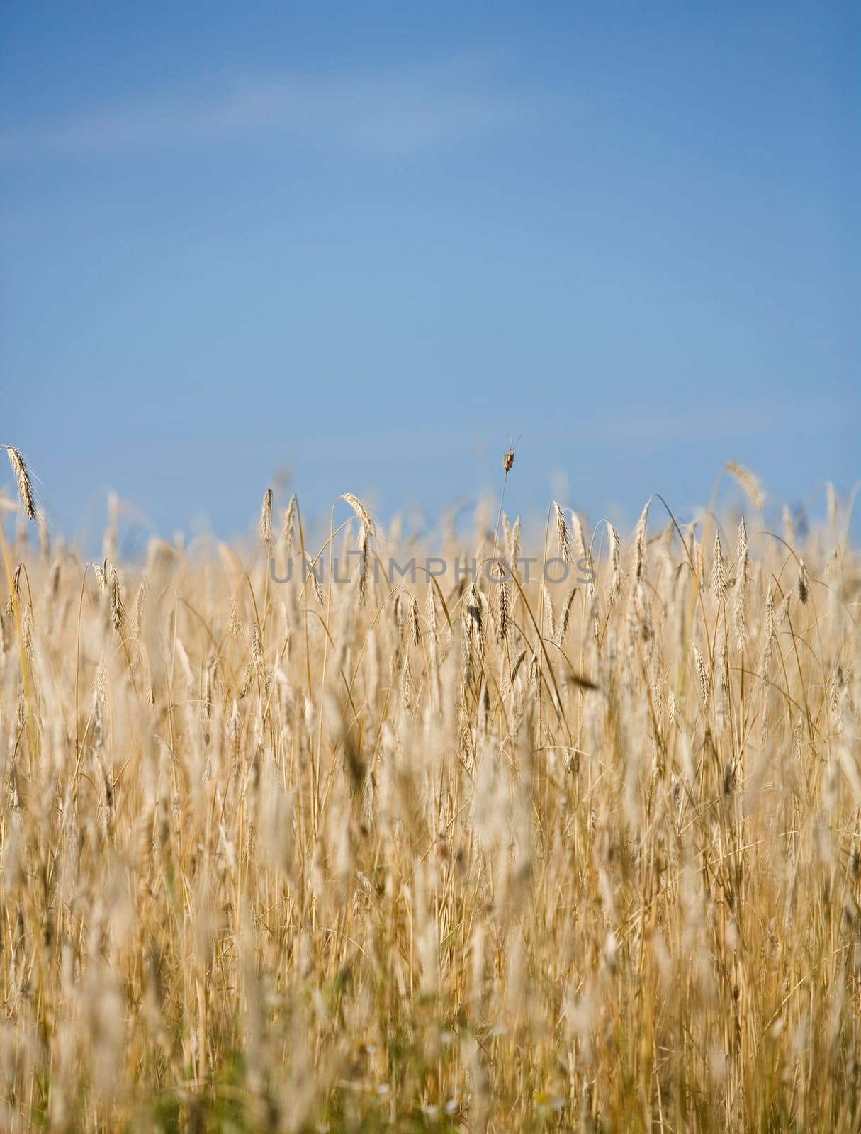 Oat field with selective focus towards blue sky