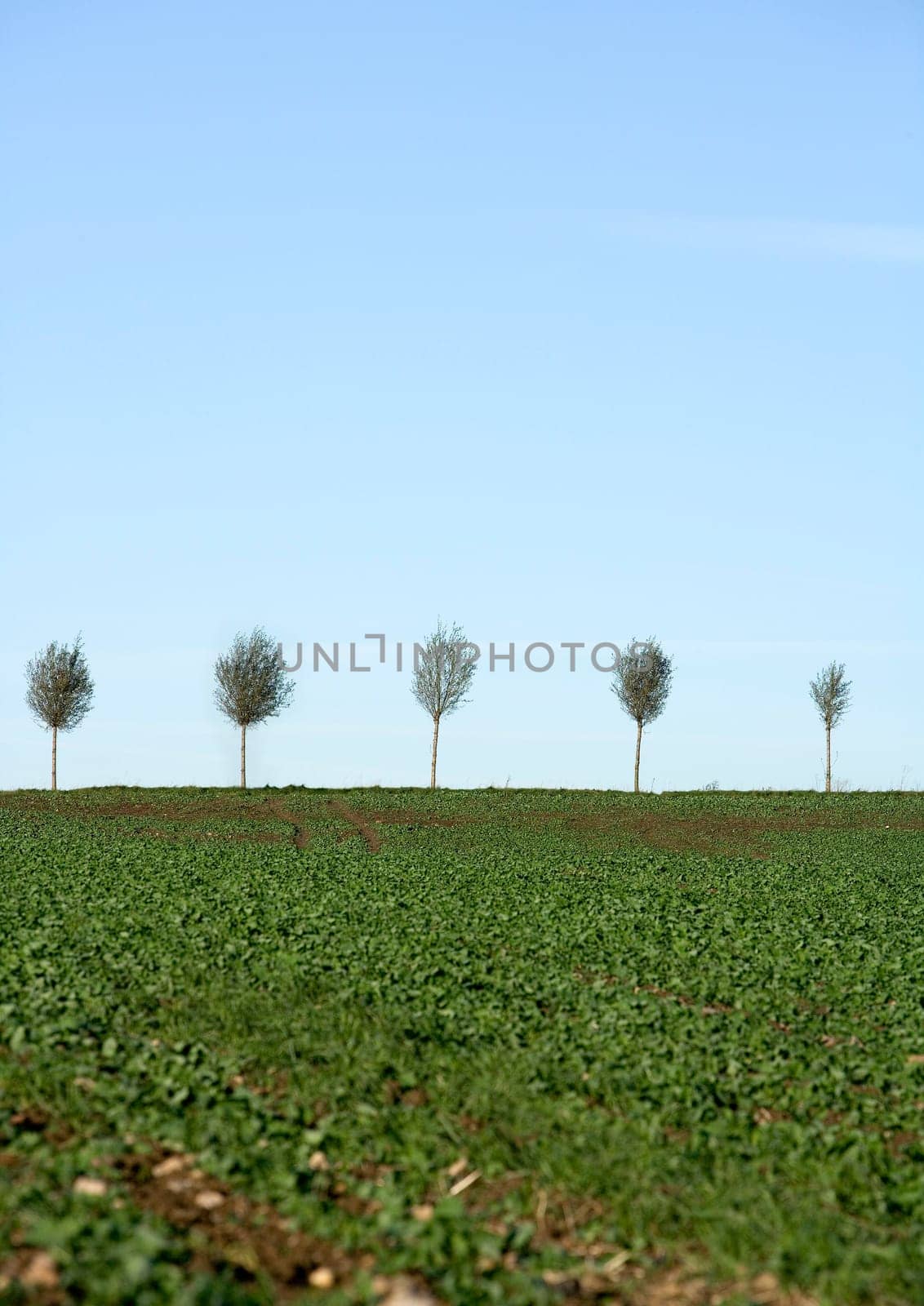 Blasted Trees in a row