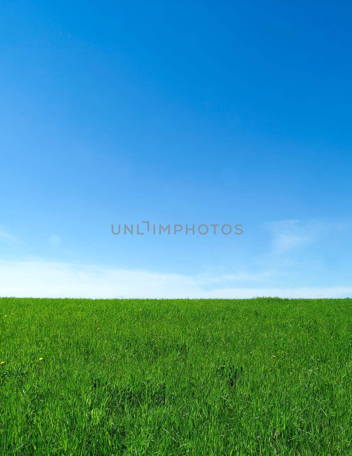 Green Field towards Blue sky