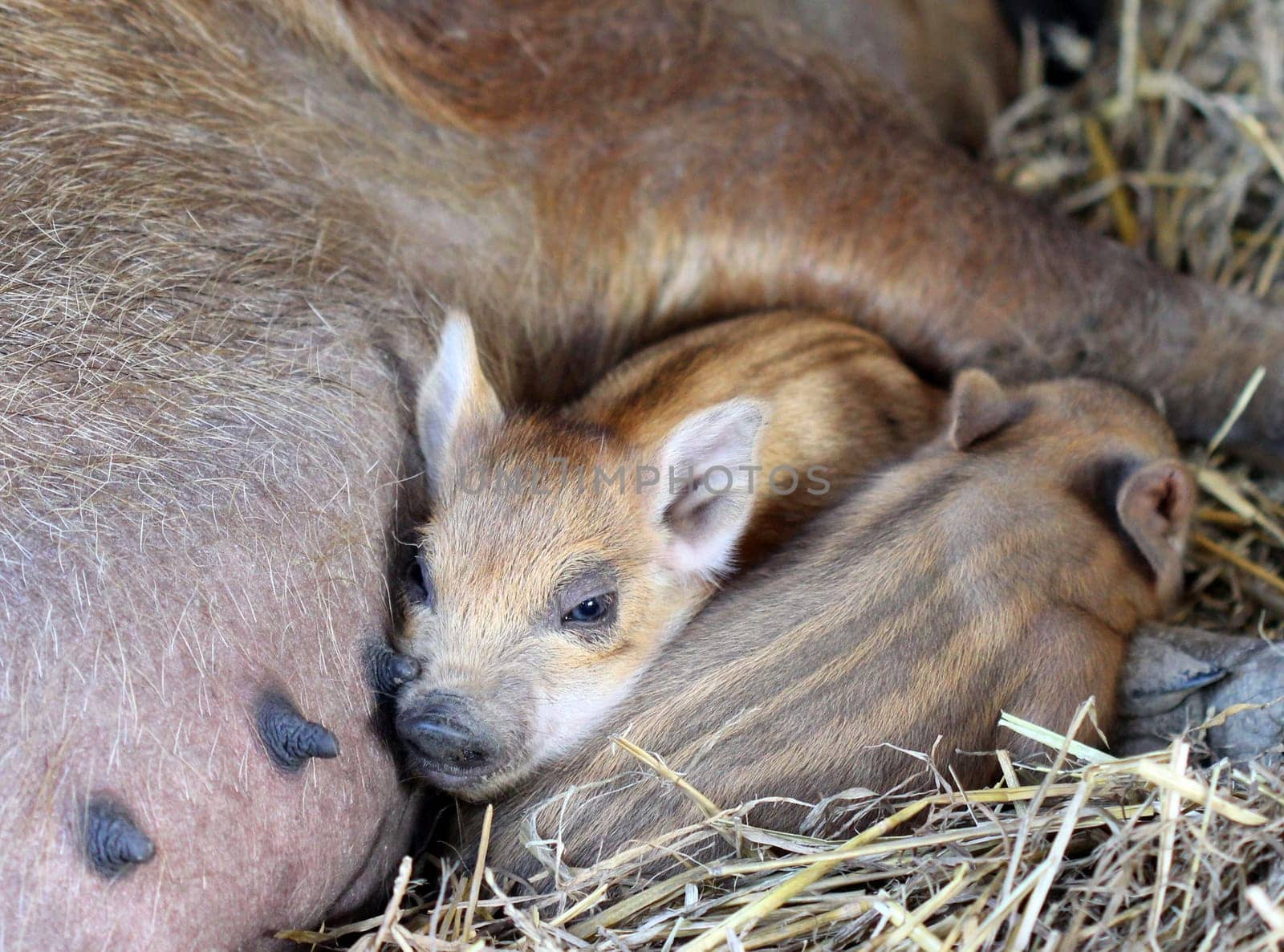 Newborn woolly piglets at Sababurg Zoo