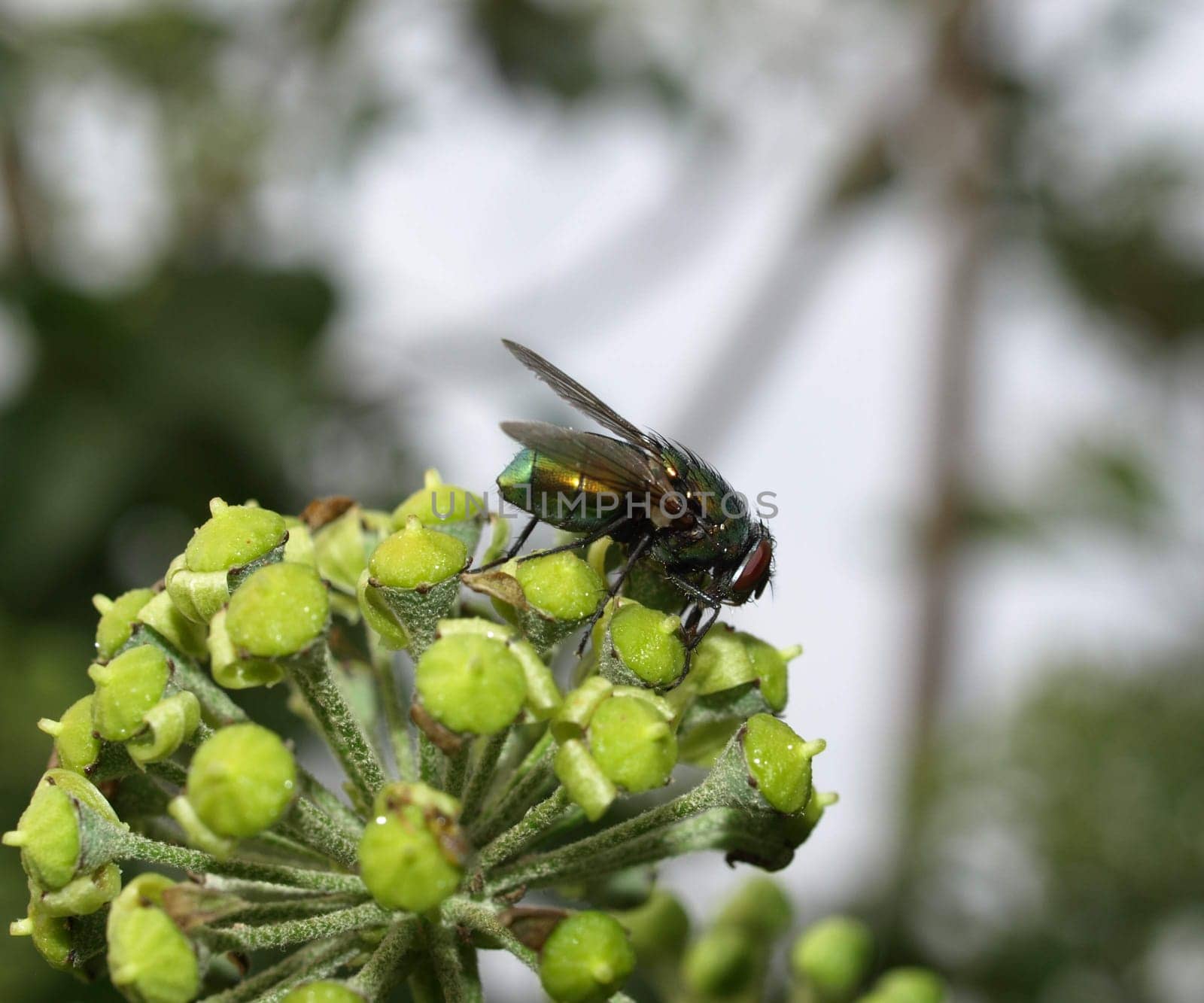 Green bottle fly