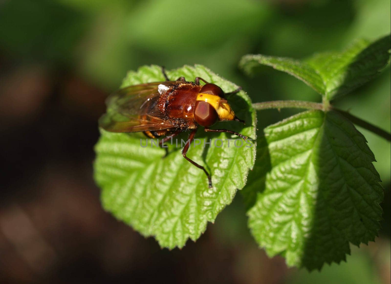 Hornet hoverfly