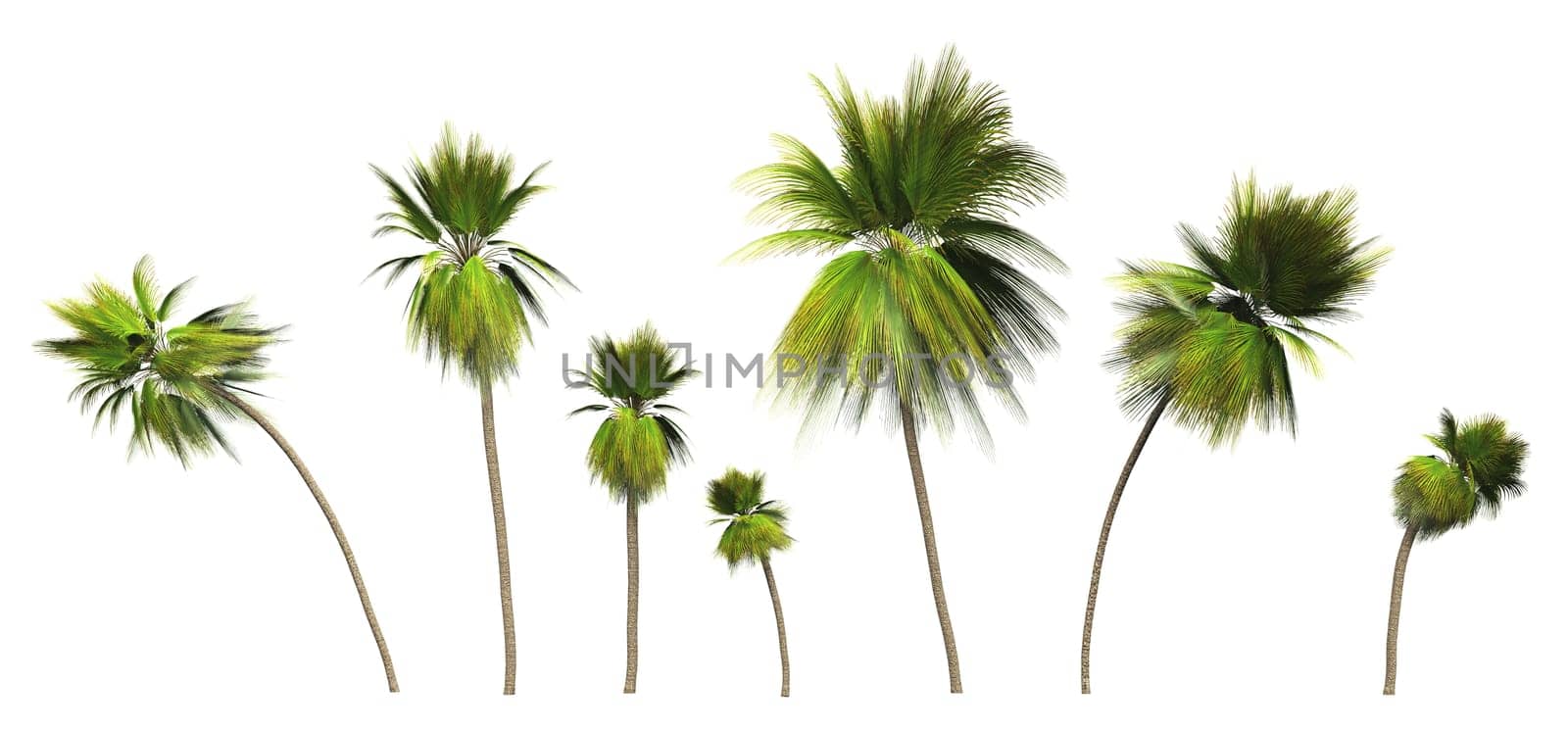 7x 3D Coconut Palms Clipped
