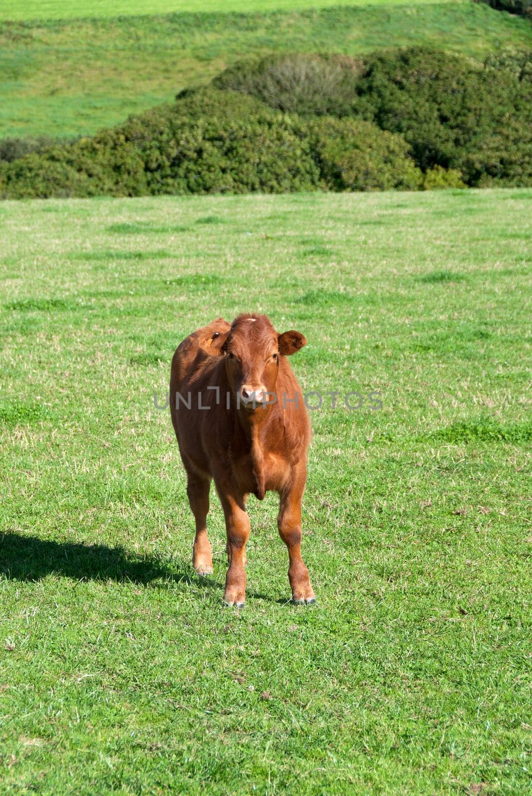 Calf on the lawn in Port Isaac in Cornwall