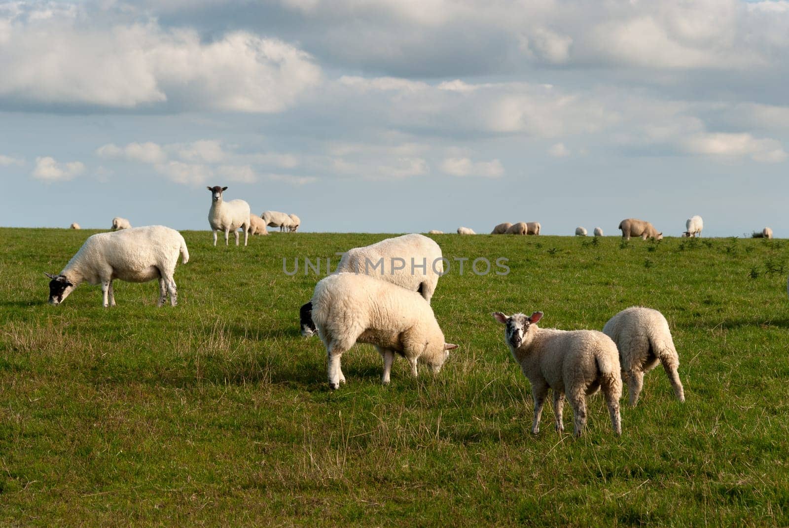 sheep while  graze on the lawn in Port Isaac in Cornwall