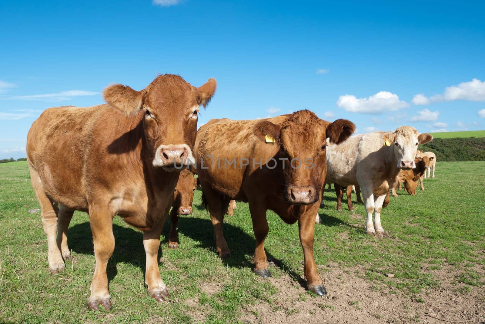 cows on the lawn in Port Isaac in Cornwall