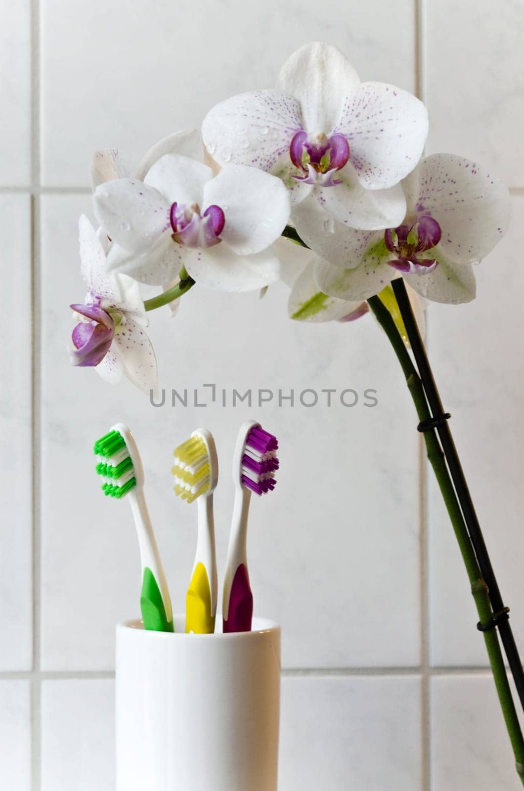Colored toothbrushes and orchids in bright bathroom