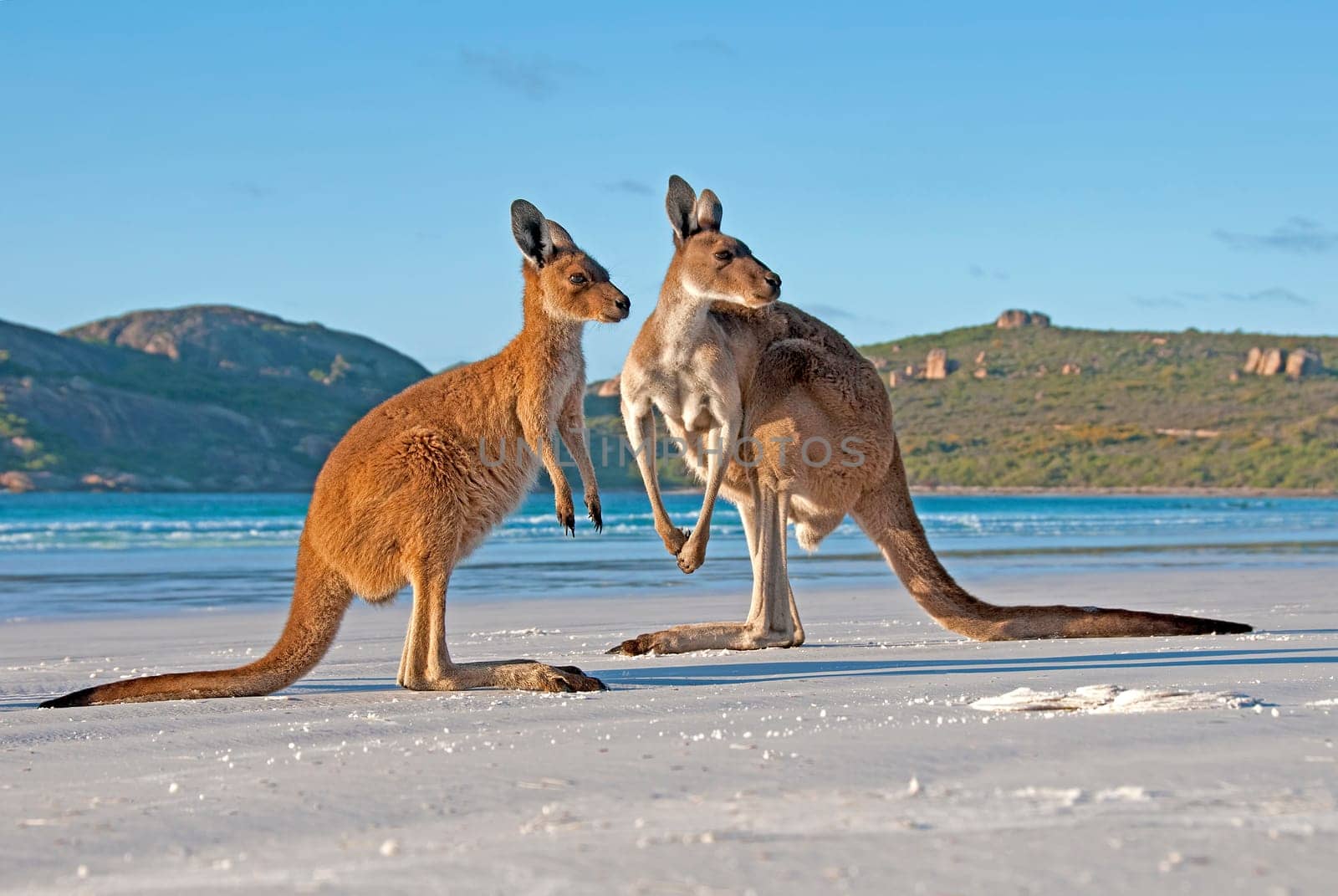 Kangaroos at Lucky Bay