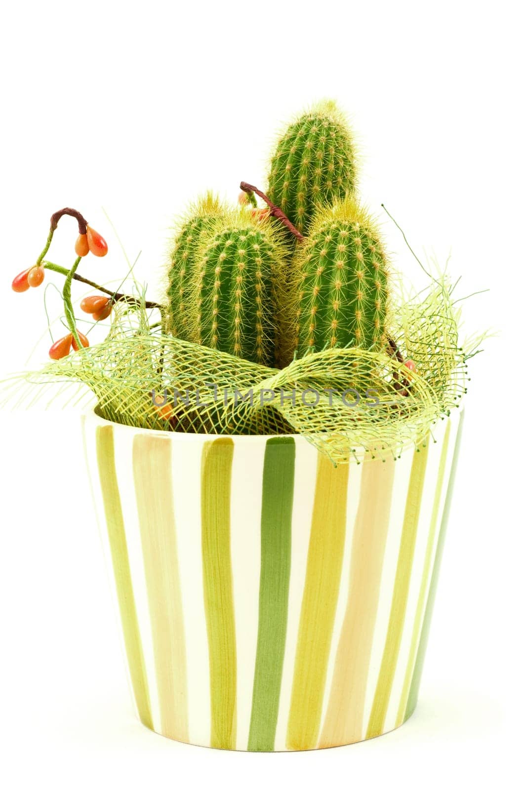 decorative cactus isolated on a white background