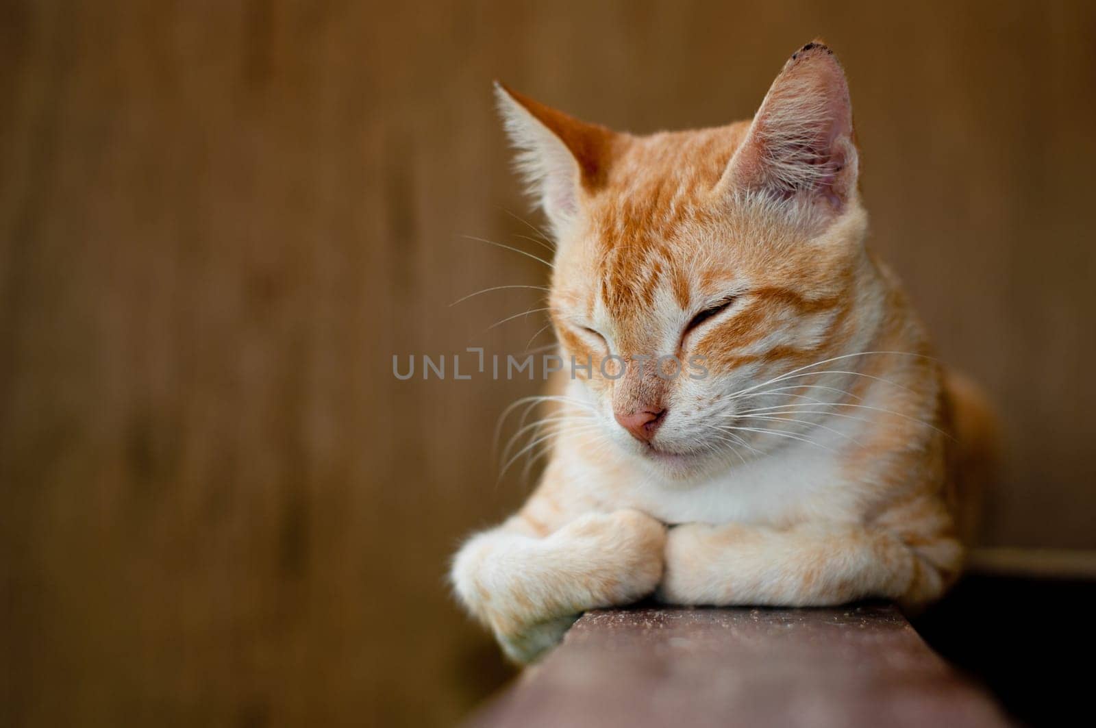 red cat with eyes closed resting