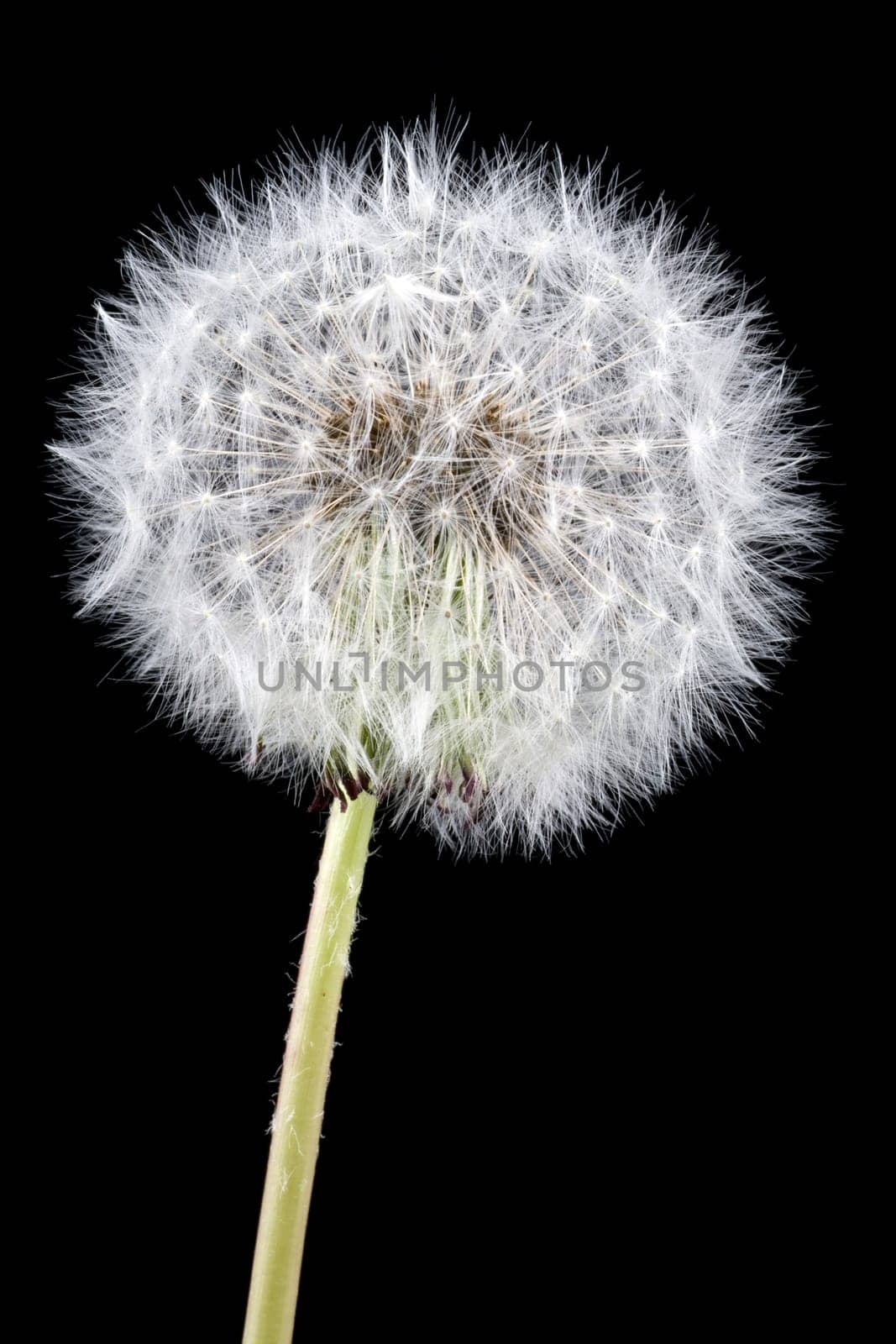 close-up of white dandelion,on a black background