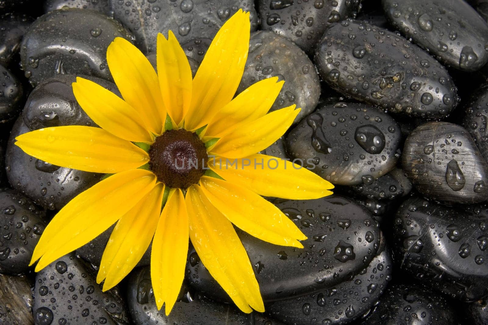 wet zen stones and bright yellow flower