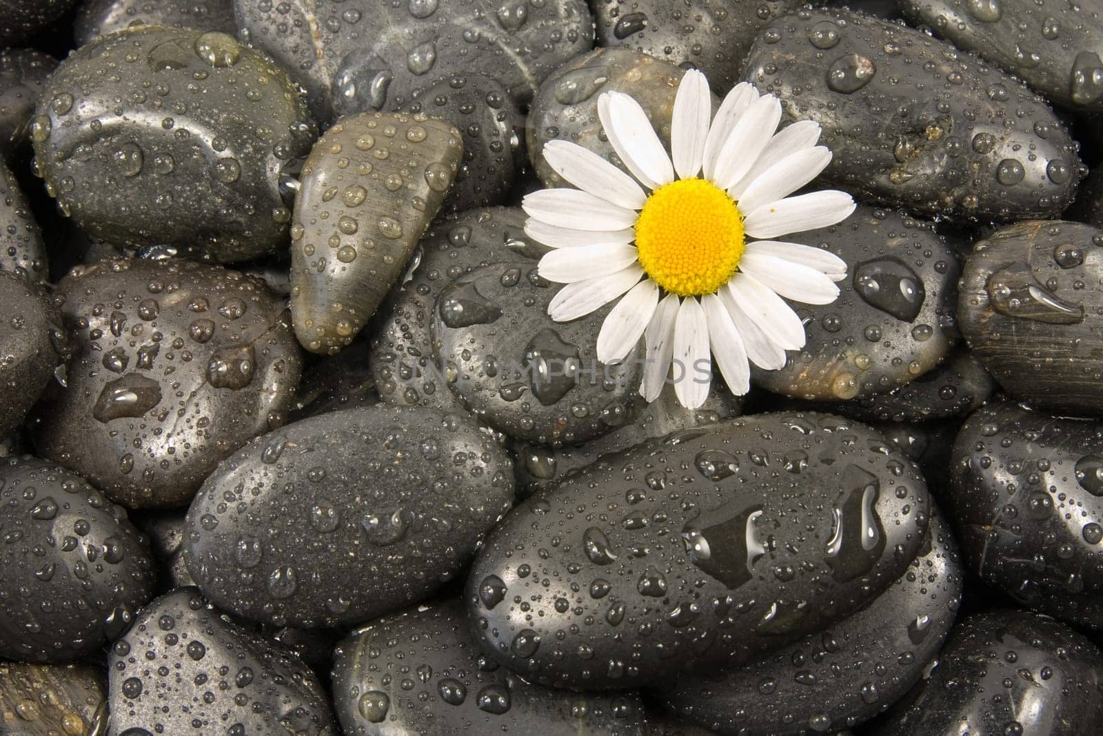 wet black stones and white daisy flower