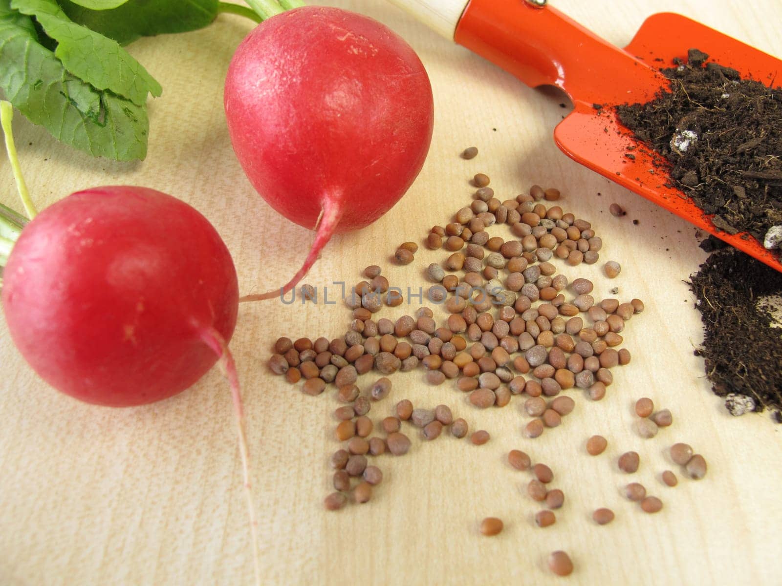Radish Seeds