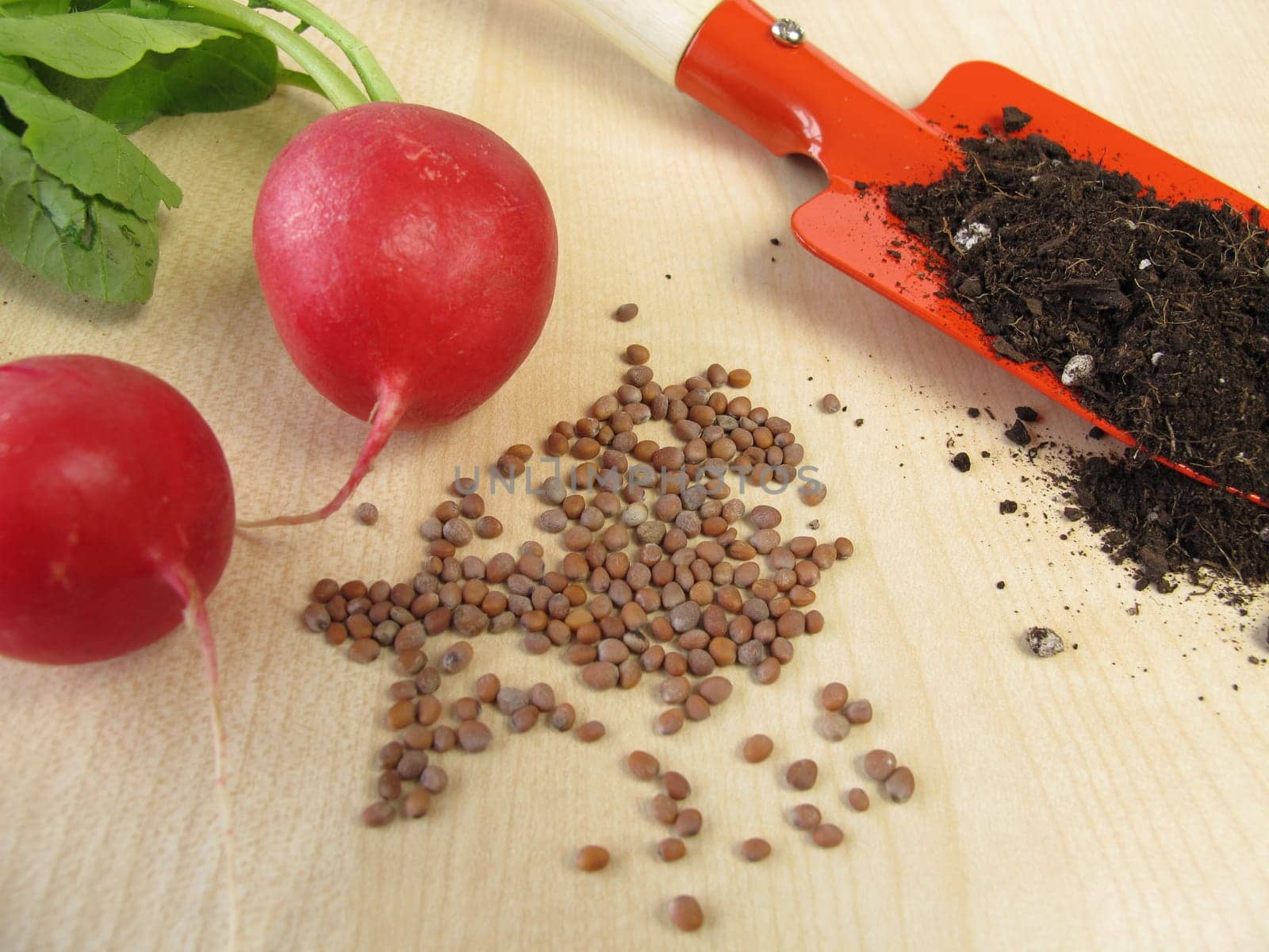 Radish Seeds