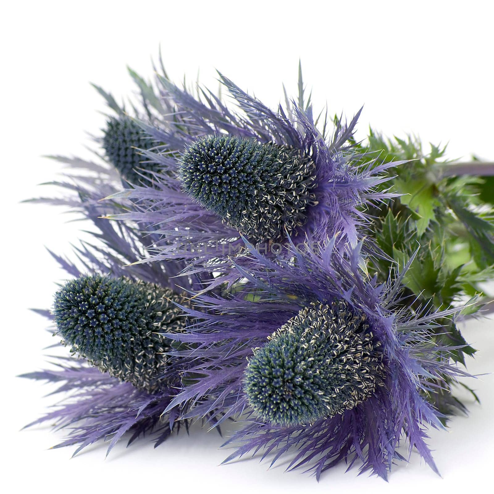 blue flowers
