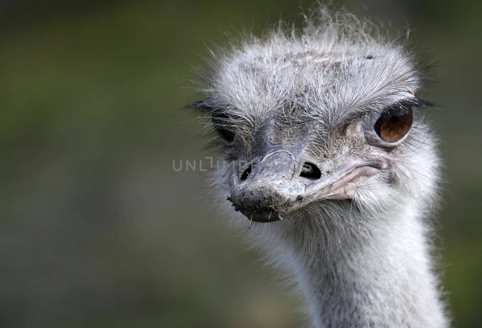 NanduPortrait