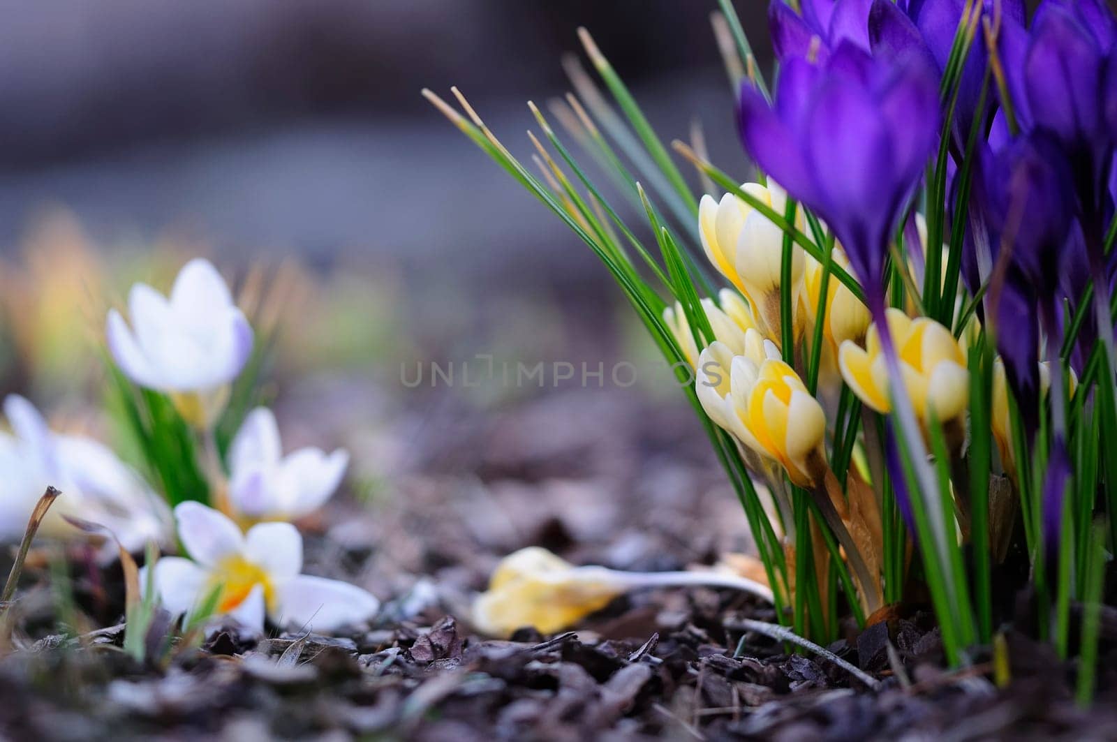 March crocuses
