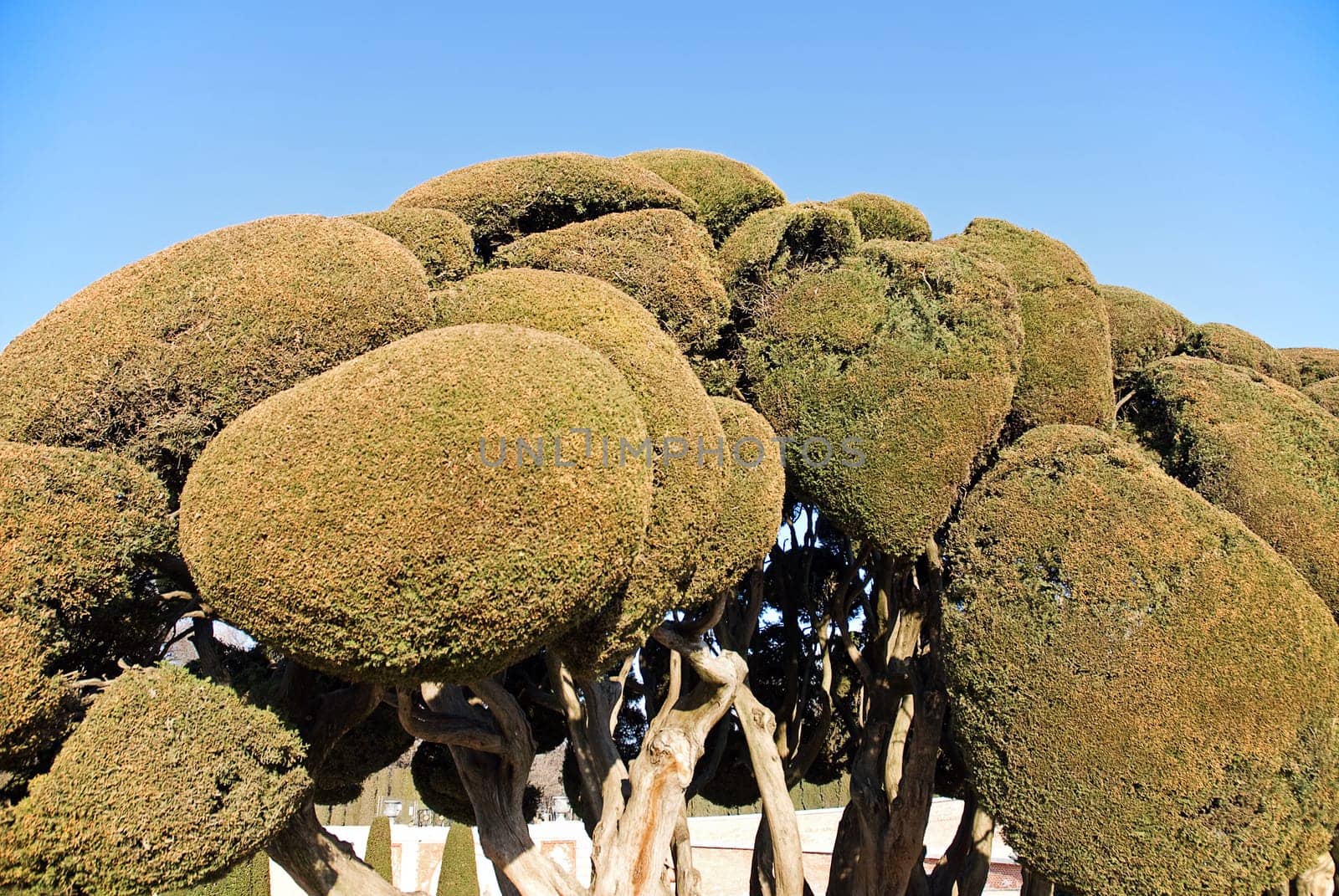 Trees