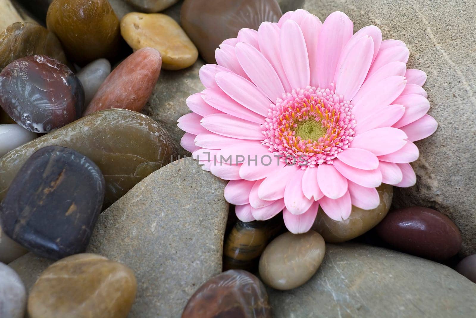 pink gerber on stones