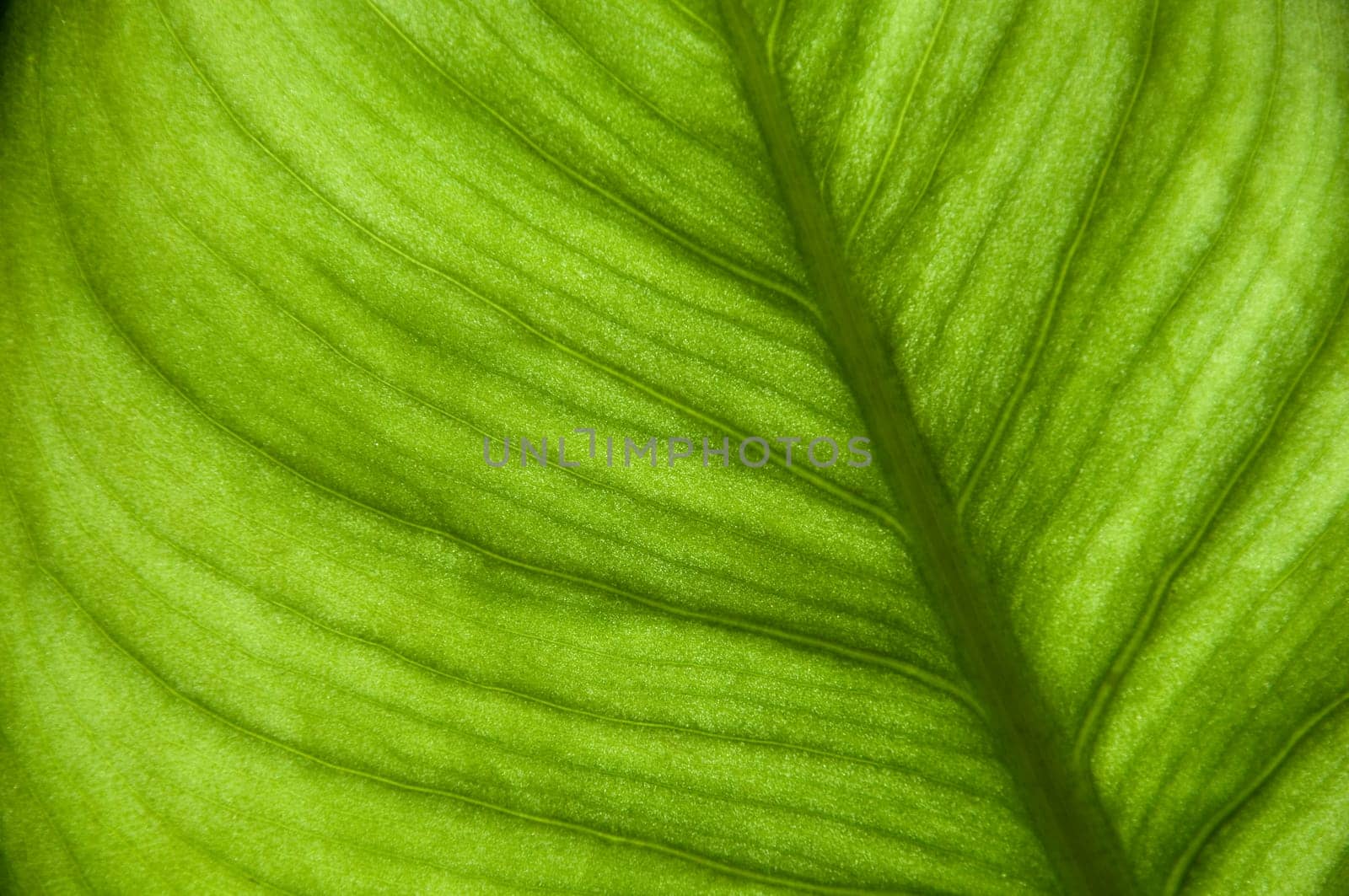 Green leaf background