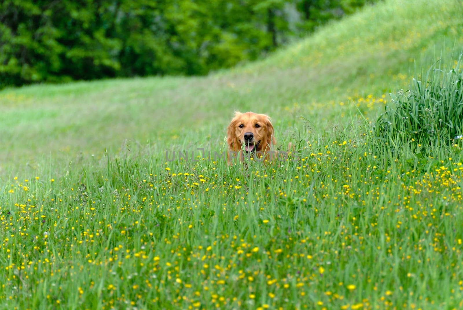 golden retriever in the meadow in Italy