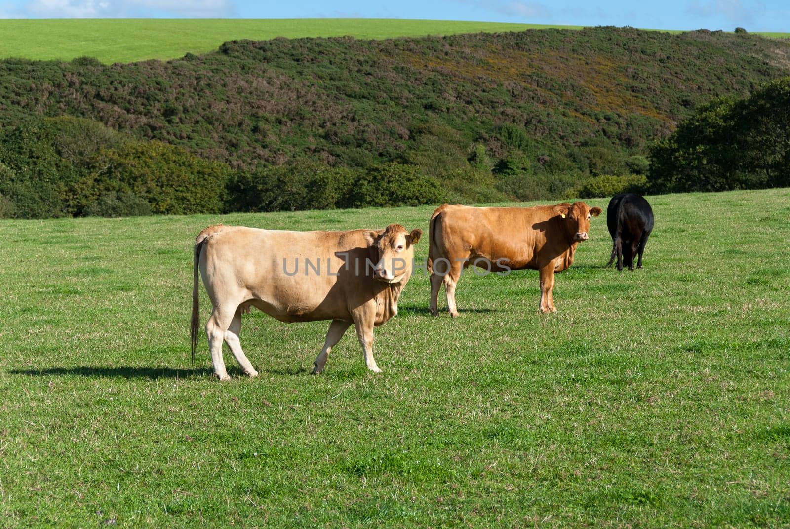 cows on the lawn in Port Isaac in Cornwall