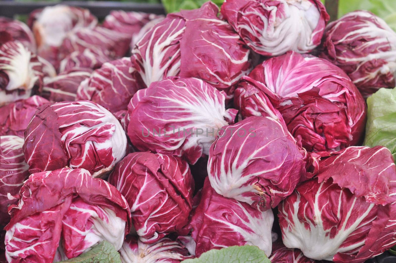 Red salad edible leaf lettuce vegetable food
