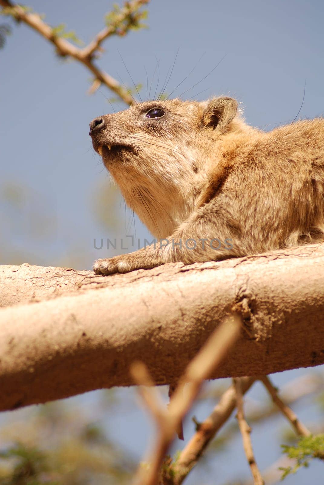 Cliff Hyrax