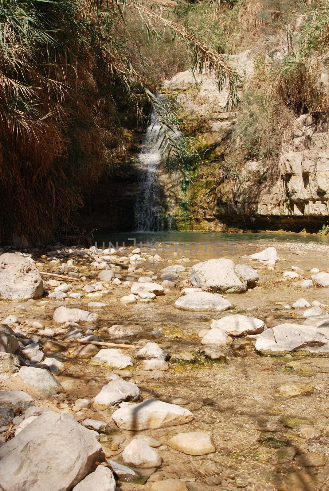 A Gedi-Nachal David
